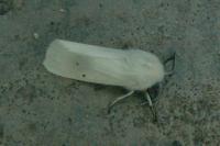 Spilosoma urticae
