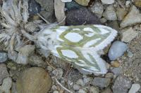 Cucullia argentea
