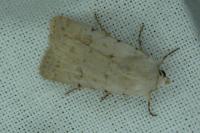 Caradrina fuscicornis continentalis