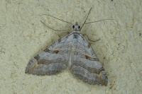 Aplocera efformata/plagiata