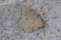 Paidia rica