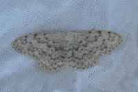 Scopula marginepunctata