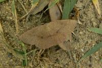 Cyclophora porata