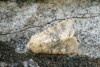 Polymixis argillaceago