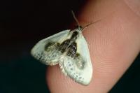 Cilix glaucata