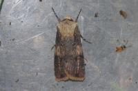 Agrotis puta