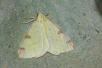 Opisthograptis luteolata