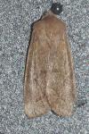 Orthosia cerasi