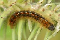 Trichiura crataegi