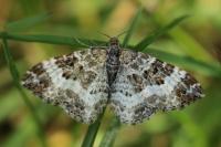 Epirrhoe alternata