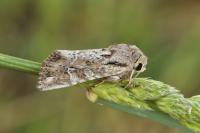 Apamea anceps