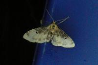 Idaea filicata