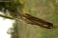 Spiris striata