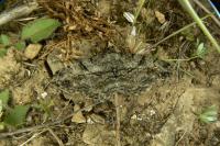 Peribatodes rhomboidaria rhomboidaria