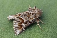 Amephana aurita