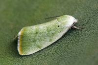 Earias vernana
