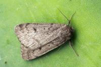 Athetis pallustris