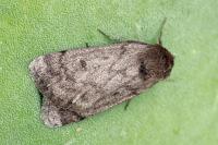 Athetis pallustris