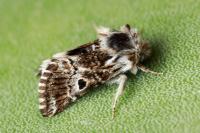 Omia cyclopea