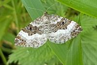Epirrhoe alternata