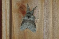 Calliteara pudibunda