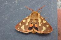 Arctia testudinaria