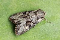 Lacanobia w-latinum