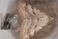 Aplocera efformata