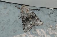 Hecatera bicolorata