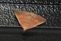 Polypogon plumigeralis