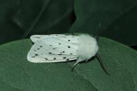 Spilosoma lubricipeda
