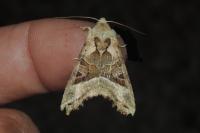 Phlogophora meticulosa