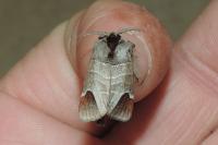 Clostera curtula