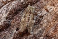 Peridea anceps