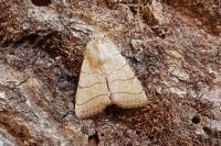 Charanyca trigrammica