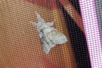 Calliteara pudibunda
