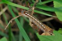 Lasiocampa quercus quercus