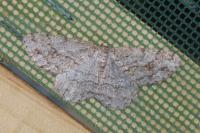 Ectropis crepuscularia