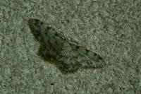 Idaea contiguaria