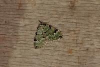 Colostygia pectinataria