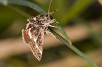 Atralata albofascialis