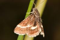 Atralata albofascialis