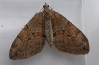 Thera obeliscata