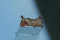 Clostera curtula