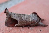 Clostera curtula