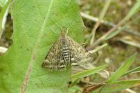 Pyrausta despicata