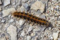 Spiris striata