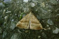 Hypena proboscidalis