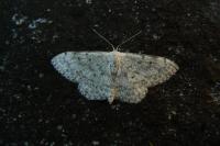Scopula marginepunctata