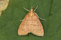 Anania testacealis